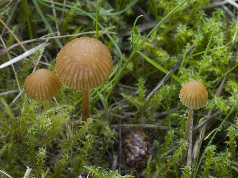 Galerina vittiformis